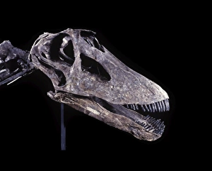 Images Dated 25th April 2008: Dinosaurs - Sauropods - Diplodocus (Skull) Morrison Formation, Jurassic, Wyoming
