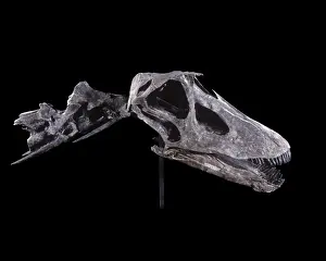 Reconstructions Prints: Dinosaurs - Sauropods - Diplodocus (Skull) Morrison Formation