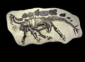 Images Dated 25th April 2008: Dinosaurs - Stegosaurs - skeleton Morrison Formation, Jurassic, Wyoming