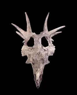 Horn Prints: Dinosaurs - Styracosaurus skull - Ceratopsians - Horned dinosaurs Cast skull; original