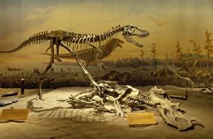 Albertosaurus Gallery: Dinosaurs - Theropods
