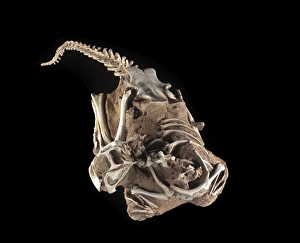 Images Dated 25th April 2008: Dinosaurs - Theropods - Conchoraptor juvenile, in matrix bloc