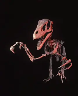 Reconstructions Prints: Dinosaurs - Theropods - Dromaeosaurs - Utahraptor Utahraptor was a large raptor (predatory dinosaur)