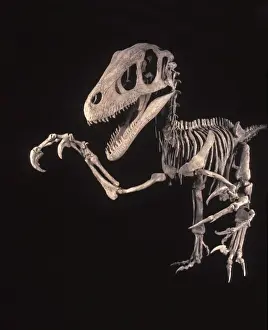 Dinosaurs - Theropods - Dromaeosaurs - Utahraptor Utahraptor was a large raptor (predatory dinosaur). From the Cedar Mountain Formation of Grand County, Utah