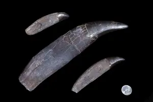 Dinosaurs - Theropods - Tyrannosaurus rex teeth Teeth of the T rex named STAN'; middle tooth is 29 cm long (11 1/2 in. ) From the Collections of the Black Hills Institute of Geological Research, Hill City, South Dakota