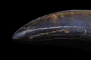 Dinosaurs - Theropods - Tyrannosaurus rex tooth Close-up of the serrated edge of a long tooth; scan of a 35 mm transparency shot at 1/2. 5 magnification. From the Collections of the Black Hills Institute of Geological Research