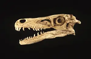 Dinosaurs: Velociraptor skull Skull, L: 8 3/4 inch (22 cm) Late Cretaceous, Djadochta Formation, Mongolia. Cast of an original skull; specimen Courtesy Gaston Design;