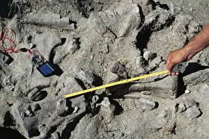 Field Study Prints: Diplodocus Caudal vertebrae. Morrison Formation. Jurassic Sheep Creek, Wyoming, USA