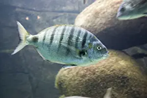 Bream Prints: Diplodus sp sea bream Oceanopolis Brest Brittany France