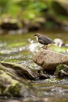 Dipper adult by stream spring