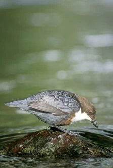 Images Dated 10th August 2005: Dipper - feeding