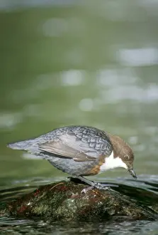 Dippers Prints: Dipper - feeding
