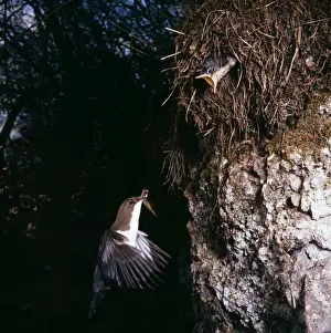 Dipper - feeding young at nest on Riverbank