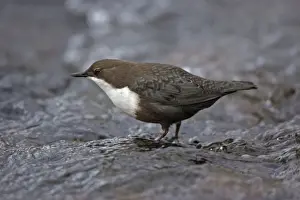 Dipper - in hill stream, Lower Saxony, Germany