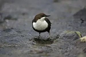Dipper - in hill stream, portrait, Lower Saxony, Germany