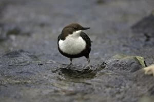 Images Dated 16th March 2007: Dipper - in hill stream, portrait, Lower Saxony, Germany