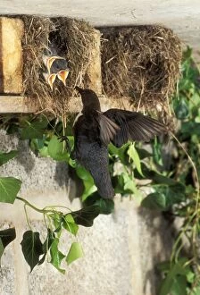 DIPPER - At nest feeding chicks