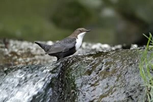 Images Dated 20th April 2010: Dipper - perched at edge of waterfall