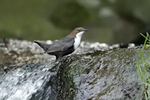 Dippers Prints: Dipper - perched at edge of waterfall - Hessen - Germany
