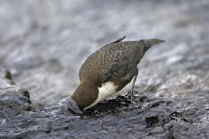 Images Dated 16th March 2007: Dipper - searching for food in hill stream, Lower Saxony, Germany