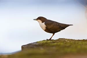 Images Dated 19th March 2012: Dipper - singing from under a bridge - evening light