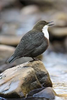 Images Dated 15th March 2008: Dipper - singing from rock in stream