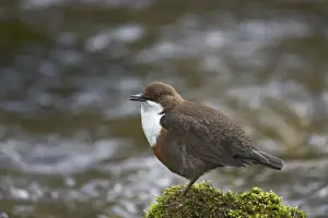 Peak District Prints: Dipper - Singing on rock in stream Cinclus cinclus Peak District National Park Derbyshire