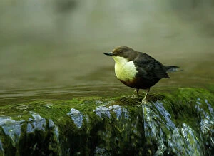 Dipper by small waterfall in stream May