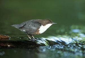 Dipper Stands in Running Water
