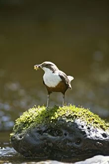 Dipper - on stone in river near nest