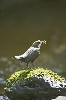 Dippers Prints: Dipper – on stone in river near nest West Wales UK 004327