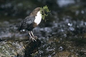 DIPPER - at water with nest material