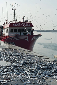 Images Dated 14th November 2007: Discarded mackerel at Peniche, Portugal. This port is of major importance to the Portugese fishing