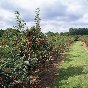 Orchards Prints: Discovery apple orchard - fruit farm - Kent UK