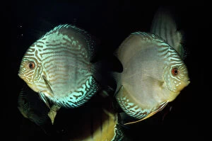 Lakes Collection: Discus Fam: Cichlidae Amazon Basin Brazil