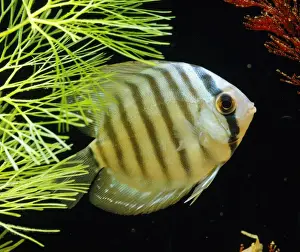 Cichlids Prints: Discus Fish