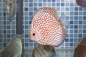 Aquariums Gallery: Discus Fish at aquarium in pet shop