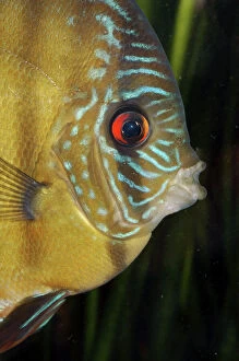 Aquarium Fish Collection: Discus- FW south America