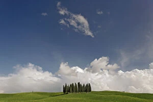 Distinctive cypress trees in Tuscany region