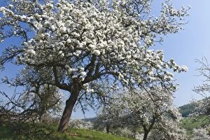 Images Dated 25th April 2011: Disused Apple Orchard - in blossom