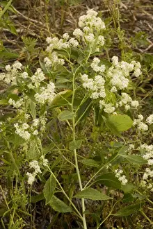 Rarity Prints: Dittander (Lepidium latifolium), uncommon coastal plant in UK