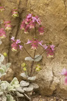 Greek Islands Prints: Dittany (Origanum dictamnus); source of a popular herbal tea. Crete
