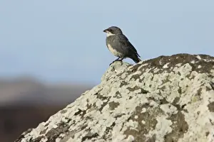 Diuca / Common Diuca-Finch Diuca diuca Isla Rapa Nui (o de Pascua) CHILE O 1004CL