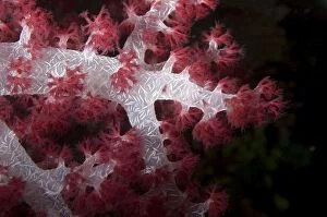 Divaricate tree coral