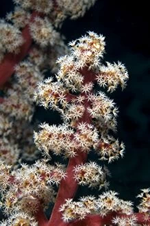 Divaricate Tree Coral with white polyps
