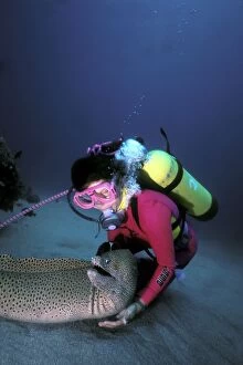 Diver with Tessellate / Green Moray Eel