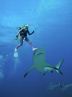 Diver Valerie Taylor & Grey Reef shark