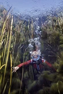 DIVER, Valerie Taylor - swimming through weeds