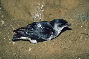 Diving Petrel New Zealand