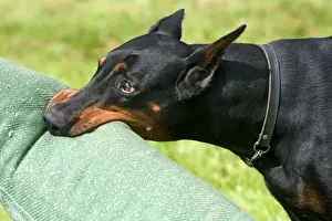 Biting Prints: Doberman - biting on toy